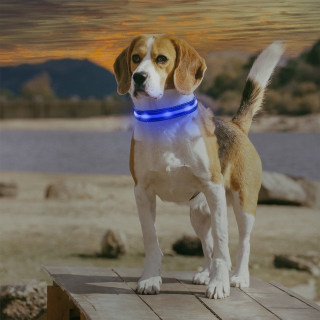 LED Dog Collar